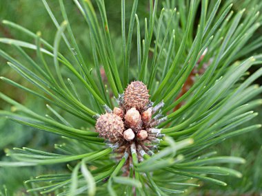 Young cones of a mountain pine surrounded by green needles.