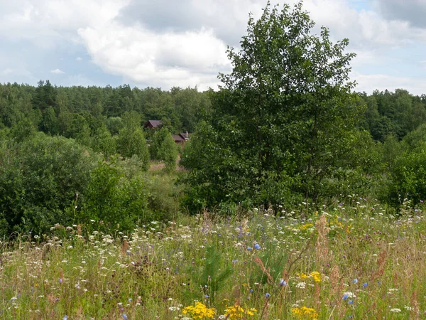 Country Landscape Village Edge Forest Field Overgrown Grass Foreground — Stock Photo, Image