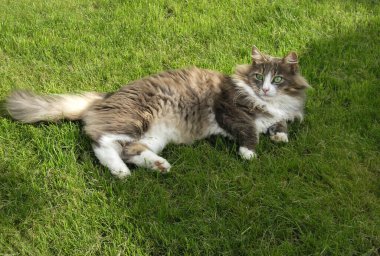 Zümrüt gözlü tüylü bir kedi çimlerin üzerinde yatıyor..