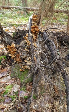 Ormandaki çürümüş bir kütük mantarlarla kaplanmış..