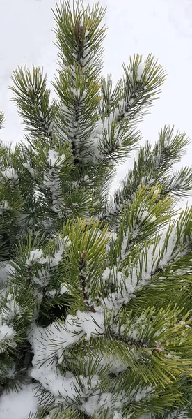 Beyaz Arkaplanda Kardaki Çam Dalı — Stok fotoğraf