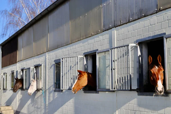 Koně Dívající Okna — Stock fotografie