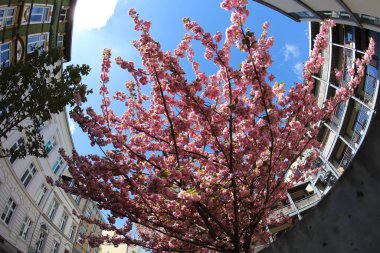 Evlerin arasında pembe kiraz ağacı