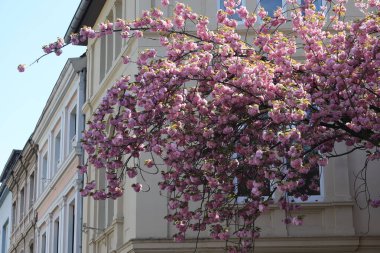 Evlerin arasında pembe kiraz ağacı