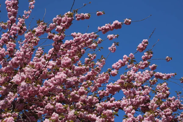 Zweige Eines Kirschbaums Mit Rosa Blüten Blauen Himmel — Stockfoto