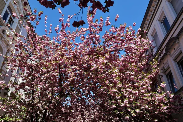 Evlerin arasında pembe kiraz ağacı