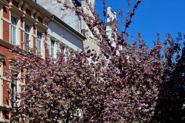 Evlerin arasında pembe kiraz ağacı