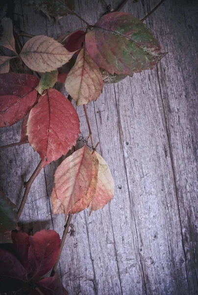 木の背景に紅葉 — ストック写真