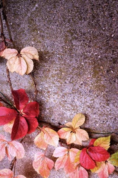 Colorful Autumn Leaves Copy Space — Stock Photo, Image