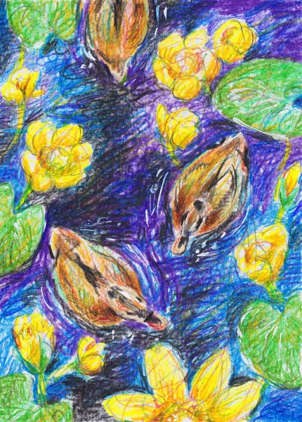 Красивые Раскрашенные Утки Яркое Озеро Жёлтыми Кувшинами Сверху Ручной Рисунок — стоковое фото