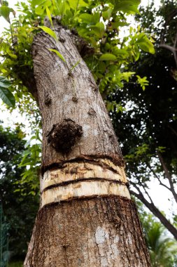 Ağaç gövdesi kabuğu, ağaca ulaşmasını engelleyen besinlerle ağacı öldürür.