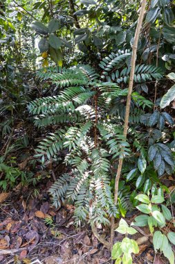 Longjack ya da Tongkat ali, güçlü bir bitkidir. Ormanda doğal olarak yetişir.