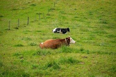 İsviçre Jura tepelerindeki bir otlakta mutlu inekler