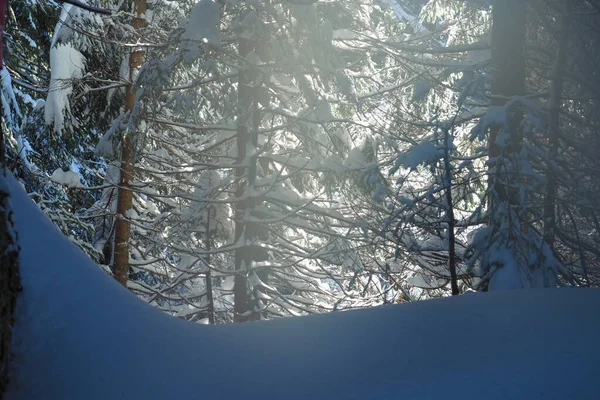 Słońce świecące wśród drzew w głęboko pokrytym śniegiem lesie. — Zdjęcie stockowe