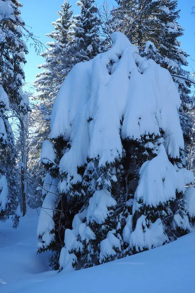 Pokryte śniegiem drzewa iglaste w Alpach Szwajcarskich w piękny zimowy dzień. — Zdjęcie stockowe