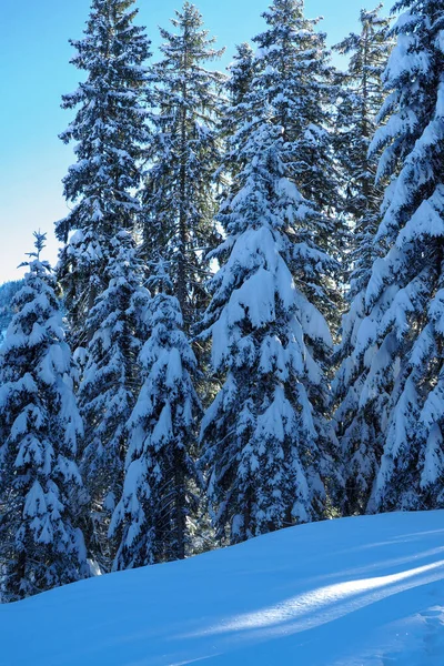 Pokryte śniegiem drzewa iglaste w Alpach Szwajcarskich w piękny zimowy dzień. — Zdjęcie stockowe