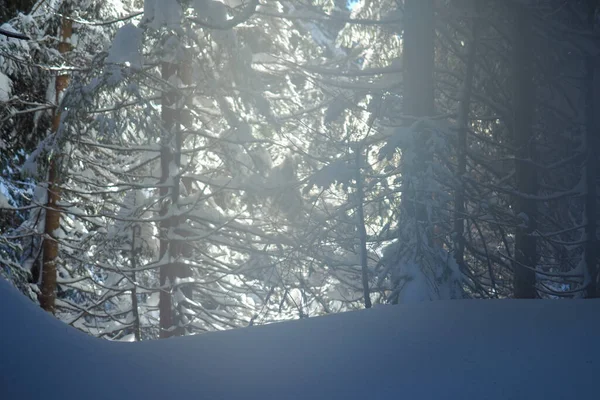 Słońce świecące wśród drzew w głęboko pokrytym śniegiem lesie. — Zdjęcie stockowe