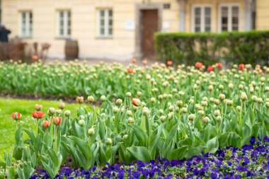 Beauiful garden in the city centre of Innsbruck, Austria, with surrounding historic buildings