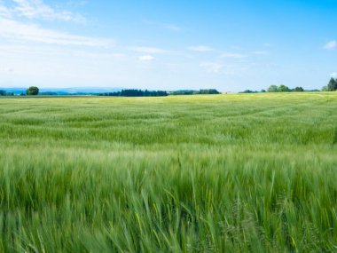 The black forest, Germany, offers a rural landscape with a lot of agriculture, Situation of a corn field with plants moving in the wind.