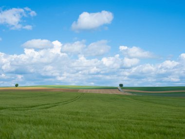 Kara Orman, Almanya, bir çok tarımla birlikte kırsal bir alan sunuyor, rüzgarda hareket eden bitkilerin bulunduğu bir mısır tarlası durumu..