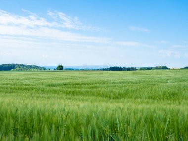 Kara Orman, Almanya, bir çok tarımla birlikte kırsal bir alan sunuyor, rüzgarda hareket eden bitkilerin bulunduğu bir mısır tarlası durumu..