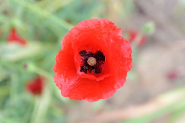 Kırmızı gelincikler yakın planda.