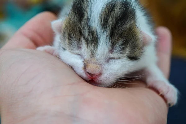 Ένα γατάκι ξαπλωμένο στο πορτραίτο της Παμ από κοντά. Εικόνα Αρχείου