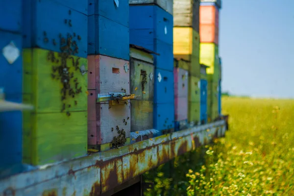 Close up de abelhas voadoras perto de colmeia no campo Fotos De Bancos De Imagens