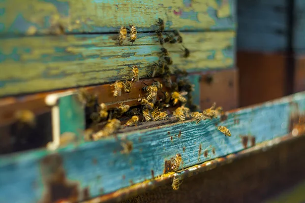 Colmeia de madeira e abelhas no campo Imagens De Bancos De Imagens