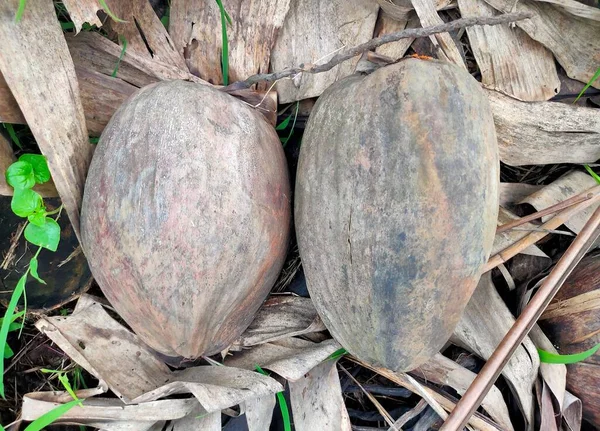 Twee Oude Kokosnoten Die Van Nature Van Een Boom Zijn — Stockfoto