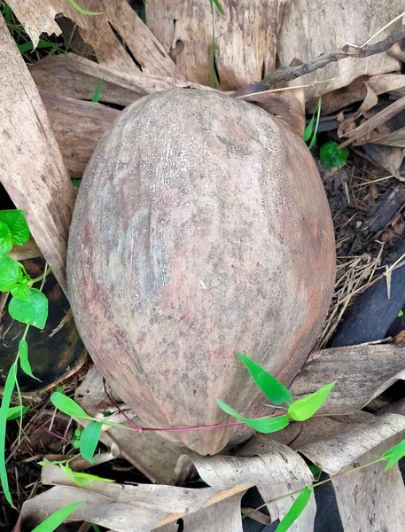 Twee Oude Kokosnoten Die Van Nature Van Een Boom Zijn — Stockfoto
