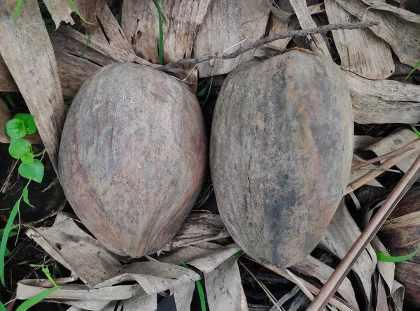 Twee Oude Kokosnoten Die Van Nature Van Een Boom Zijn — Stockfoto