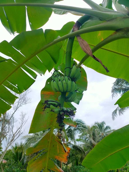 Owoce Drzew Bananowych Nadal Surowe Ciemnozielonym Kolorze — Zdjęcie stockowe