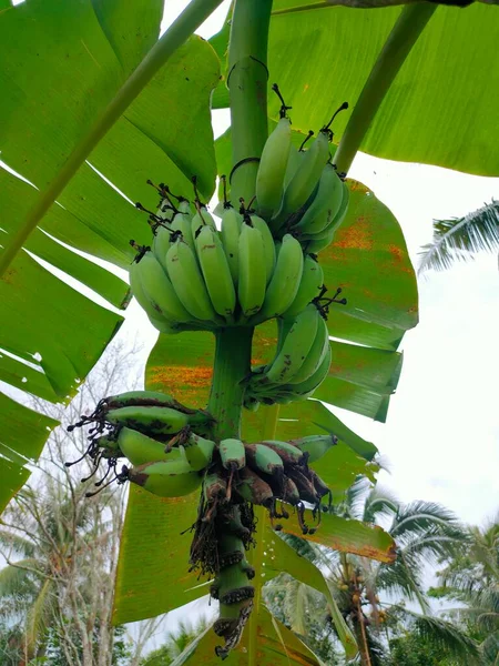 Vruchten Van Bananenbomen Zijn Nog Rauw Met Donkergroene Kleur — Stockfoto