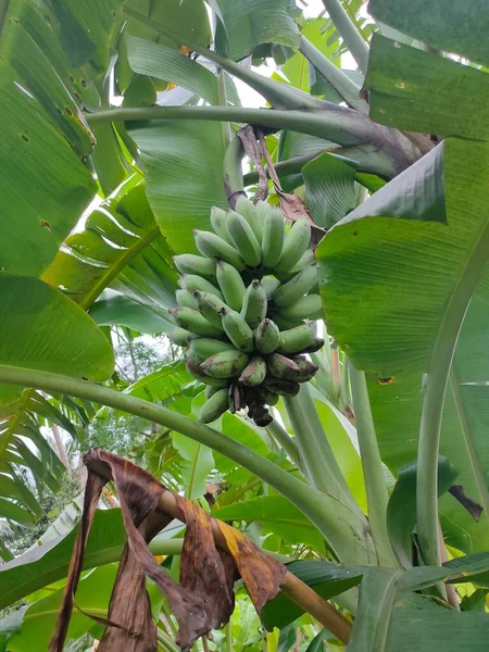 Owoce Drzew Bananowych Nadal Surowe Ciemnozielonym Kolorze — Zdjęcie stockowe