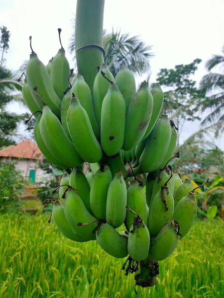 Φρούτα Από Τις Μπανάνες Είναι Ακόμα Ωμά Σκούρο Πράσινο Χρώμα — Φωτογραφία Αρχείου