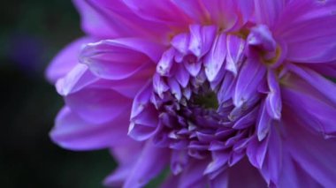 Mor Dahlia çiçek yaprakları makro yakın çekim