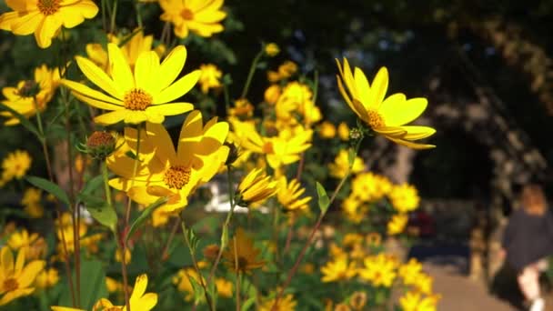 Flores de limón reina en verano soleado Inglés patio de la iglesia — Vídeos de Stock