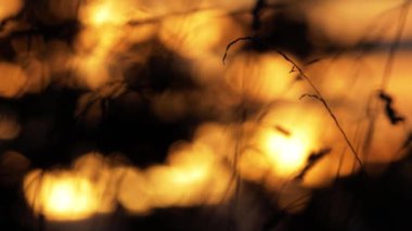 Altın gün batımına karşı çimen sapı odaklanmamış.