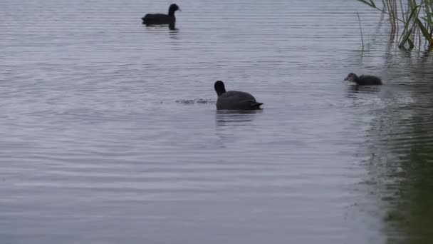 Familia de aves de foso en un lago — Vídeo de stock