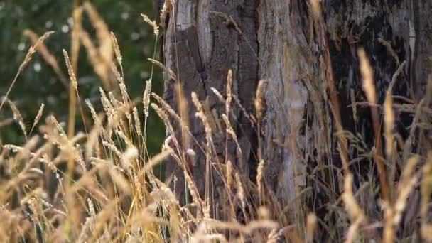 背の高い草と古い木の背景 — ストック動画