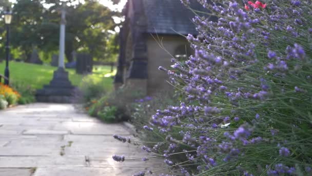 Fiori viola lavanda crescono nel cortile della chiesa inglese St Michaels Dewsbury — Video Stock