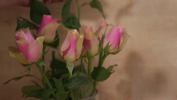 Arranging pink roses in a vase — Stock Video