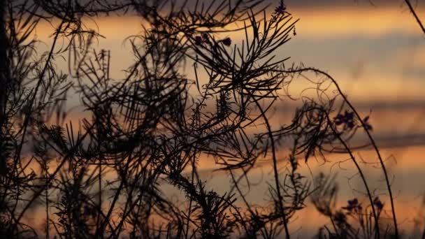 풀 과 초목으로 뒤덮인 황금빛 일몰 광경 — 비디오