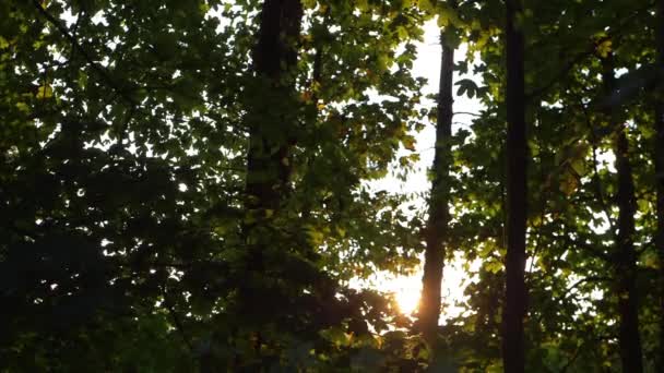 Bosque de verano exuberante con luz solar — Vídeos de Stock