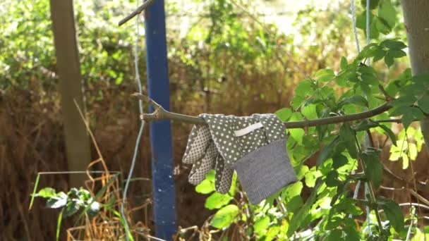 Guante de jardinería cuelga de una rama de árbol en el jardín — Vídeos de Stock