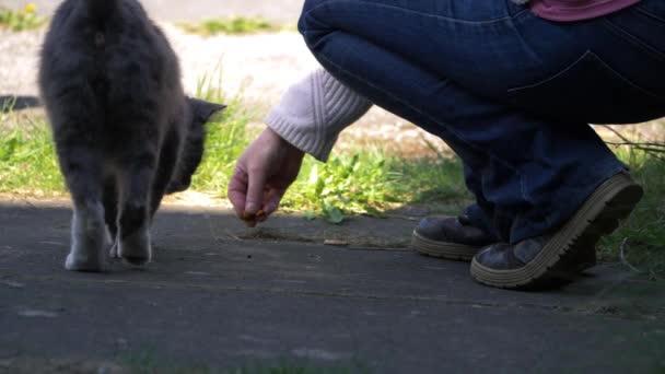 Passer by gives stray cat some food in street — Stock Video