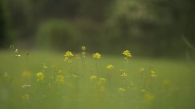 Yaz otlağında kolza kanola tarlası 