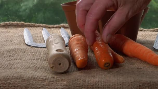 Giardiniere con carote fresche in serra — Video Stock