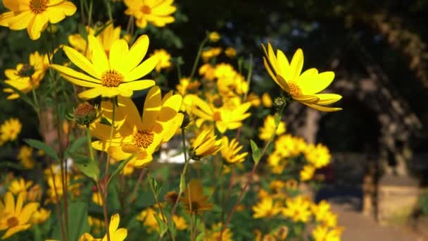 Lemon Queen kwiaty w słoneczne lato angielski Kościół podwórko — Wideo stockowe
